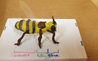 Prace projektowe z biologii (6)